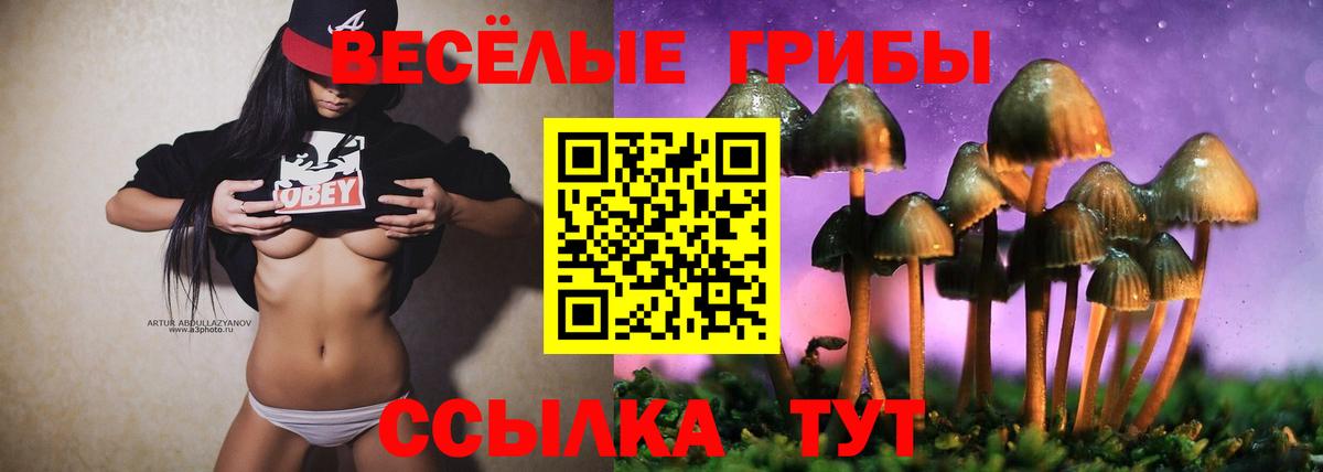 Галлюциногенные грибы Psilocybe Ейск